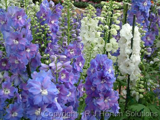 Delphiniums 2 